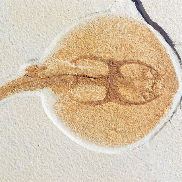 Tan stingray fossil facing right on pale cream stone. 