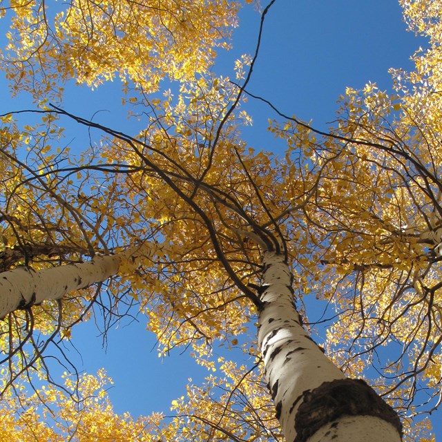 The camera looks up at the blue sky and the yellow leaves of several aspen trees.
