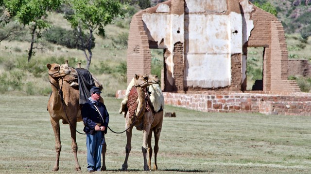 An 1800s soldier in blue wool holds two camels with packed saddles on the fort grounds.