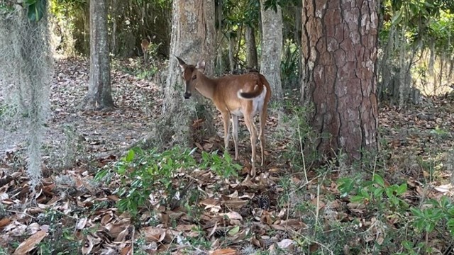 Image of a deer 