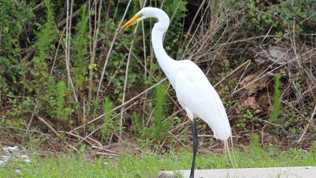 Image of a bird
