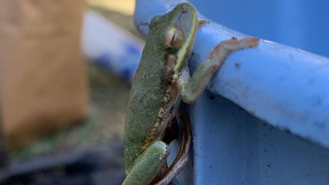 Image of a Frog