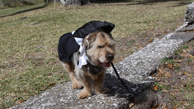 Dog at Fort Frederica 