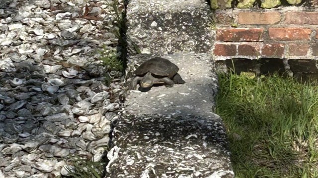 A Diamondback Terrapin on a foundation  