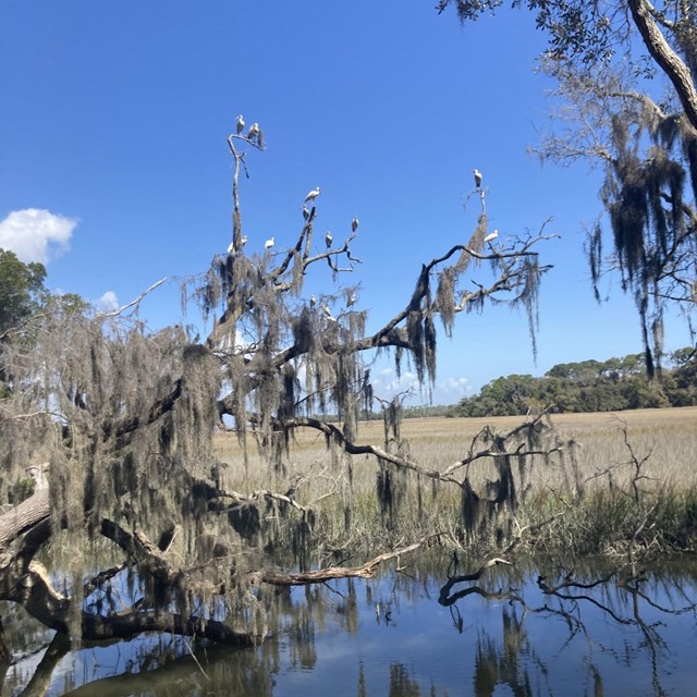 Image of birds on Jekyll Island 