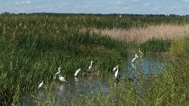 Image of herons in a marsh.