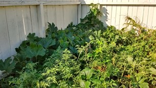 Image of large, leafy squash plants in a garden.