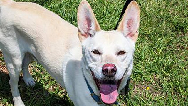 Image of white dog looking up into the camera.