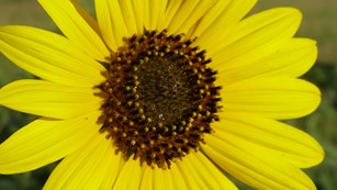 Close up image of a sunflower.