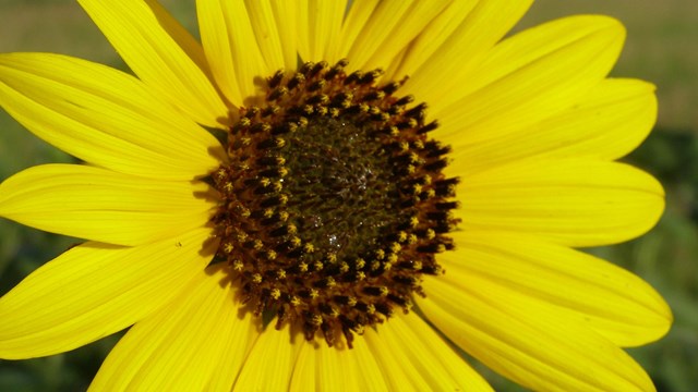 Close up image of a sunflower.