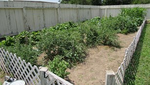 Image of vegetable garden surrounded by short lattice fence.