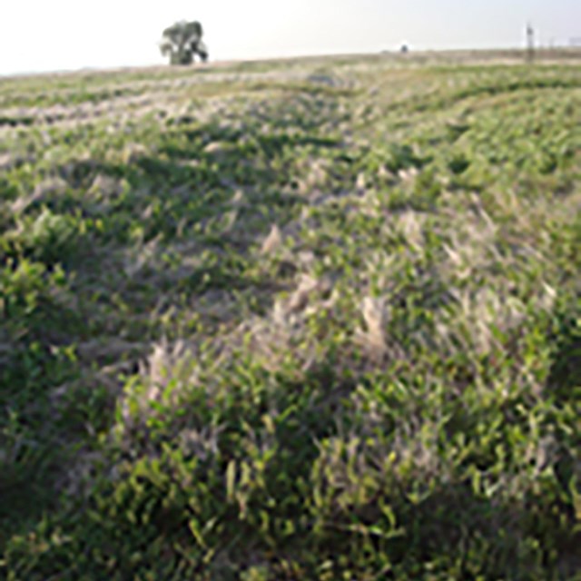 Present day image of Santa Fe Trail rut.