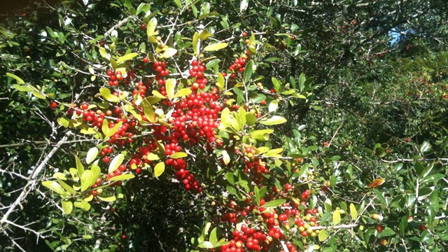 Red Berries surrounded by green leaves