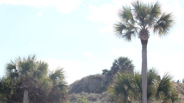 Several Sabal Palms tower over the overgrown dunes