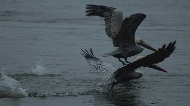Two pelicans taking off from the water
