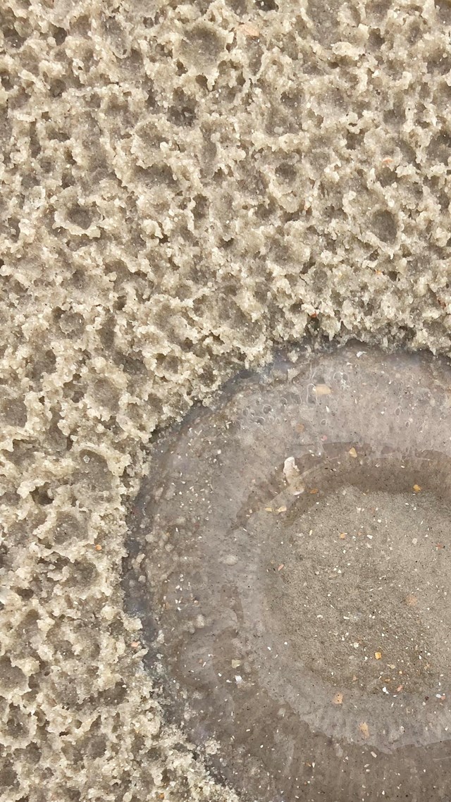 Dead moon jellyfish on the beach