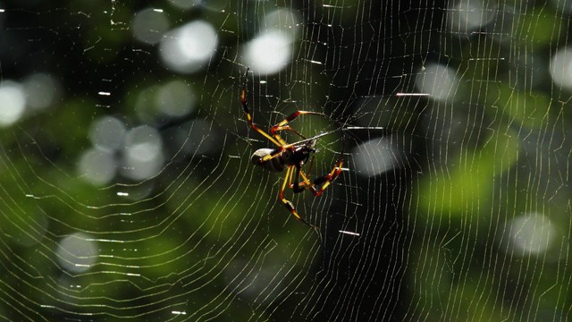 Black and yellow spider on web, eating a bug.