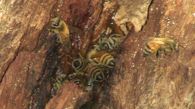Honeybees in the crack of an oak tree