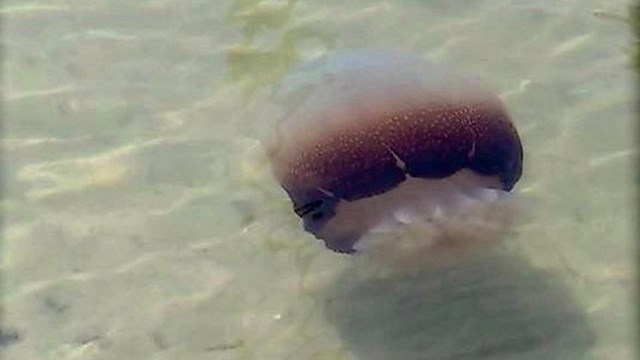 Cannonball Jellyfish in shallow water