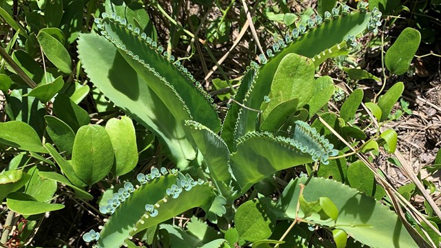 Kalanchoe Plant