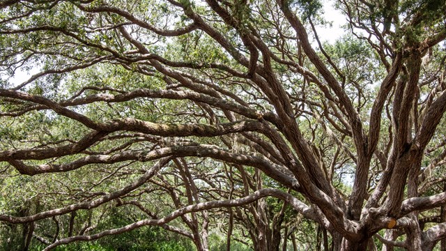 Live Oak Tree