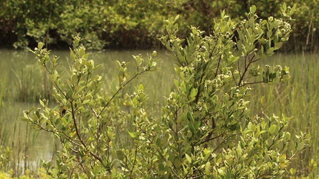 Mangrove shrub surrounded by a lush green marsh