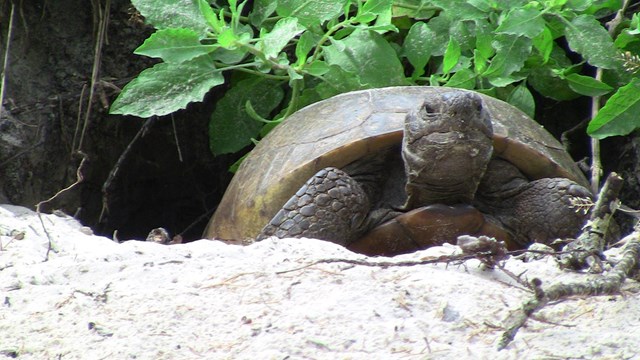 Gopher Tortoise