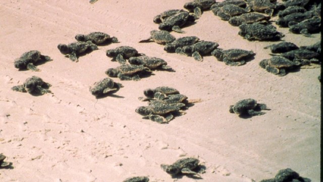 Sea Turtle babies