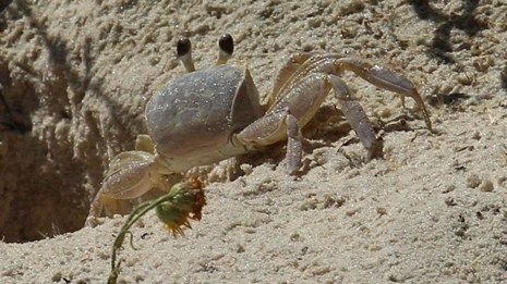 Crab almost the same color as the surrounding sand