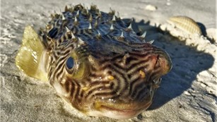 Southern Puffer Fish on beach