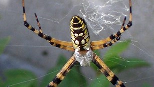 Black and Yellow Spider