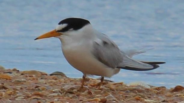 Least Tern on the beach