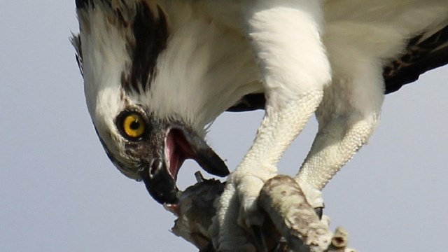Osprey eating a fish