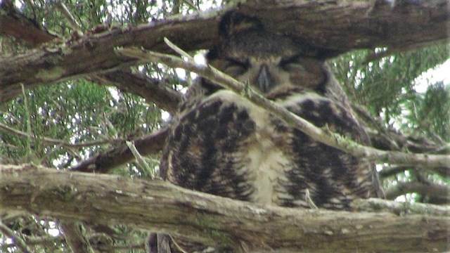 Great Horned Owl sleeping in a tree