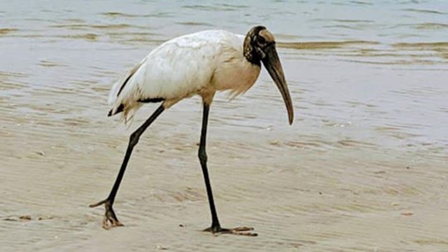 Wood Stork walking on the beach