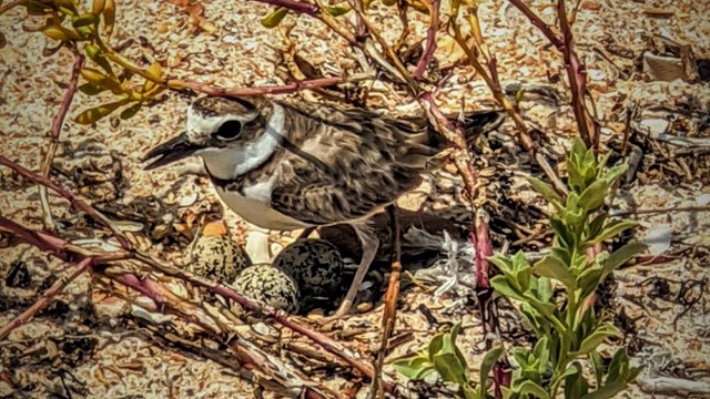 Bird standing over eggs