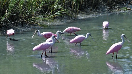 8 pink birds walking in shallow water