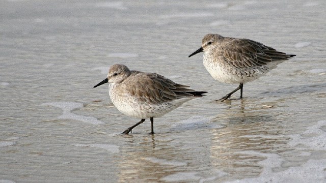 Two white/gray birds running in the shallow water