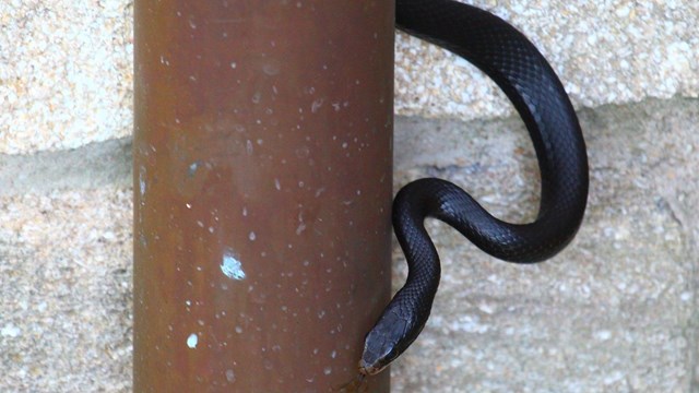 Black Racer snake moving away from a copper drain pipe