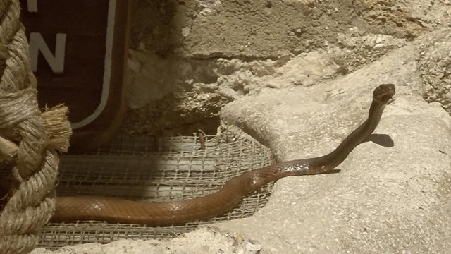 Coachwhip moving over stone floor.  Mouth is open