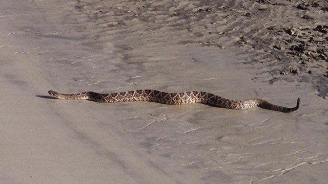 Rattlesnake moving cross the beach