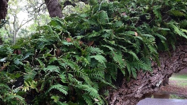 Ferns growing on live oak tree limb