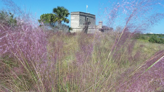 Purple Muhly Grass with the fort in the background
