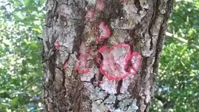 red colored lichen growing on an oak tree