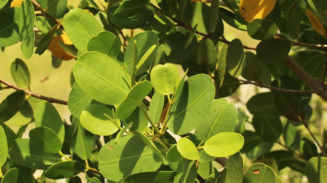 Lots of Green leaves