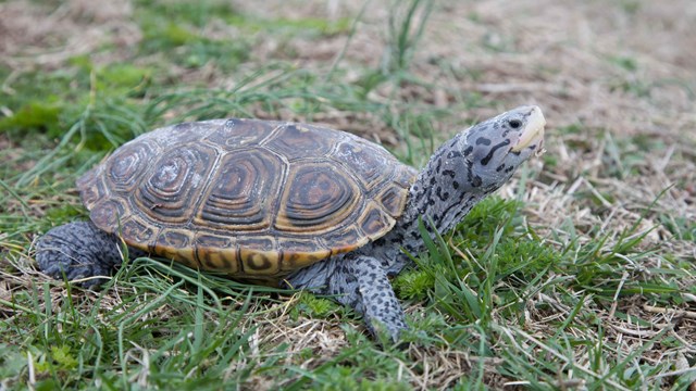 Turtle standing in grass. Head looking up.  Turtle is bluish gray, with a brown and yellow shell