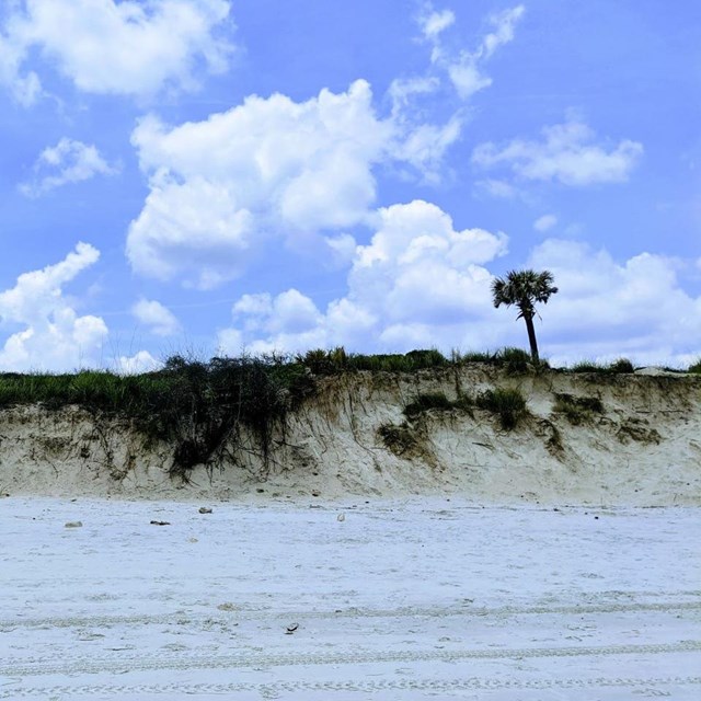 Beach dunes.