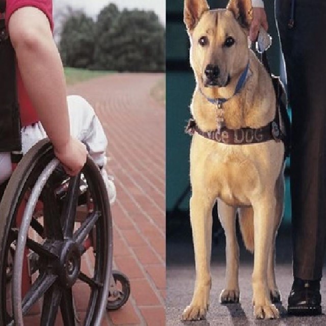 Wheelchair, service dog, and sign language interpreter. 