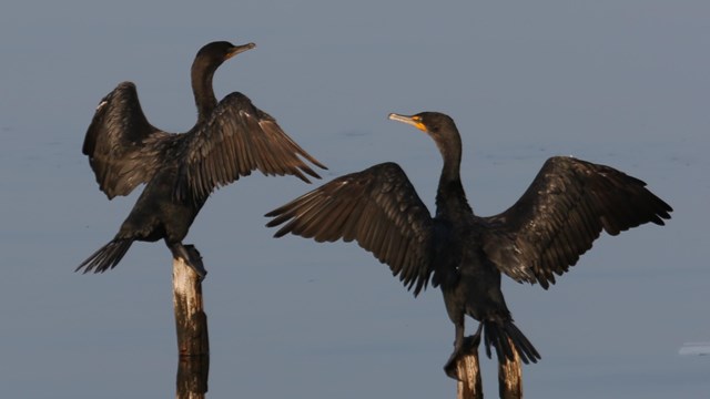 Two Double-crested Cormorants in FOMC wetlands