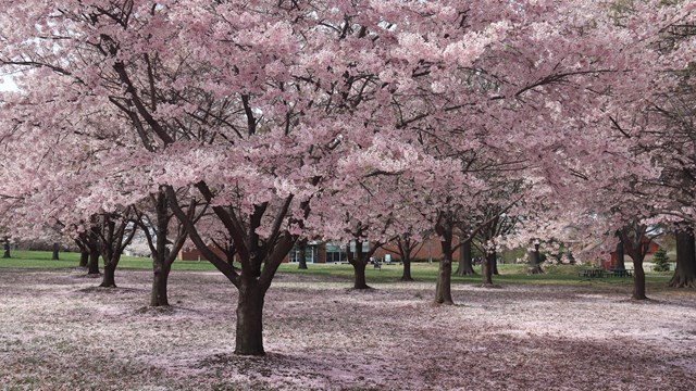 East grove of cherry blossom trees at Fort McHenry.